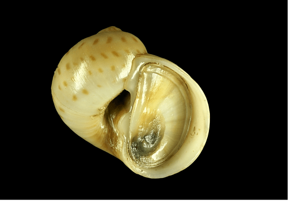 Gastropoda